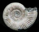 Iridescent Binatishinctes Ammonite Fossil - Russia #34594-1